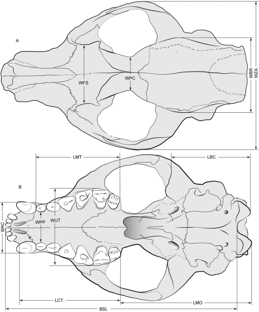 An Exquisitely Preserved Skeleton of Eoarctos vorax (nov. gen. et