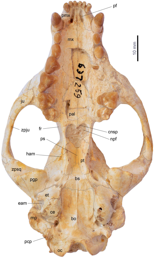 An Exquisitely Preserved Skeleton of Eoarctos vorax nov. gen. et