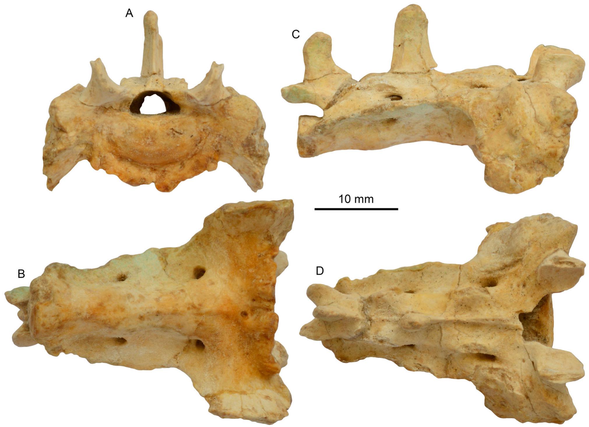 An Exquisitely Preserved Skeleton of Eoarctos vorax (nov. gen. et sp ...