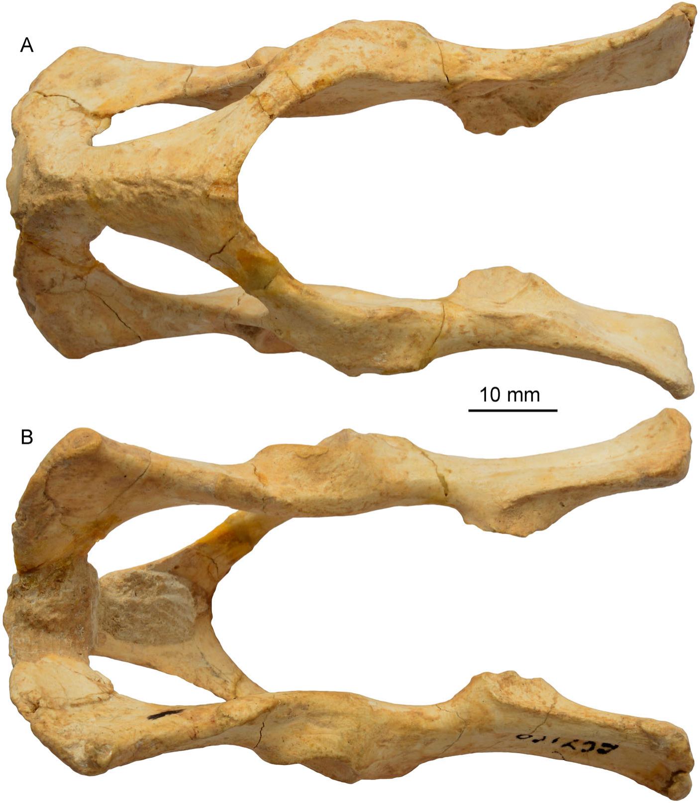 An Exquisitely Preserved Skeleton of Eoarctos vorax (nov. gen. et sp ...