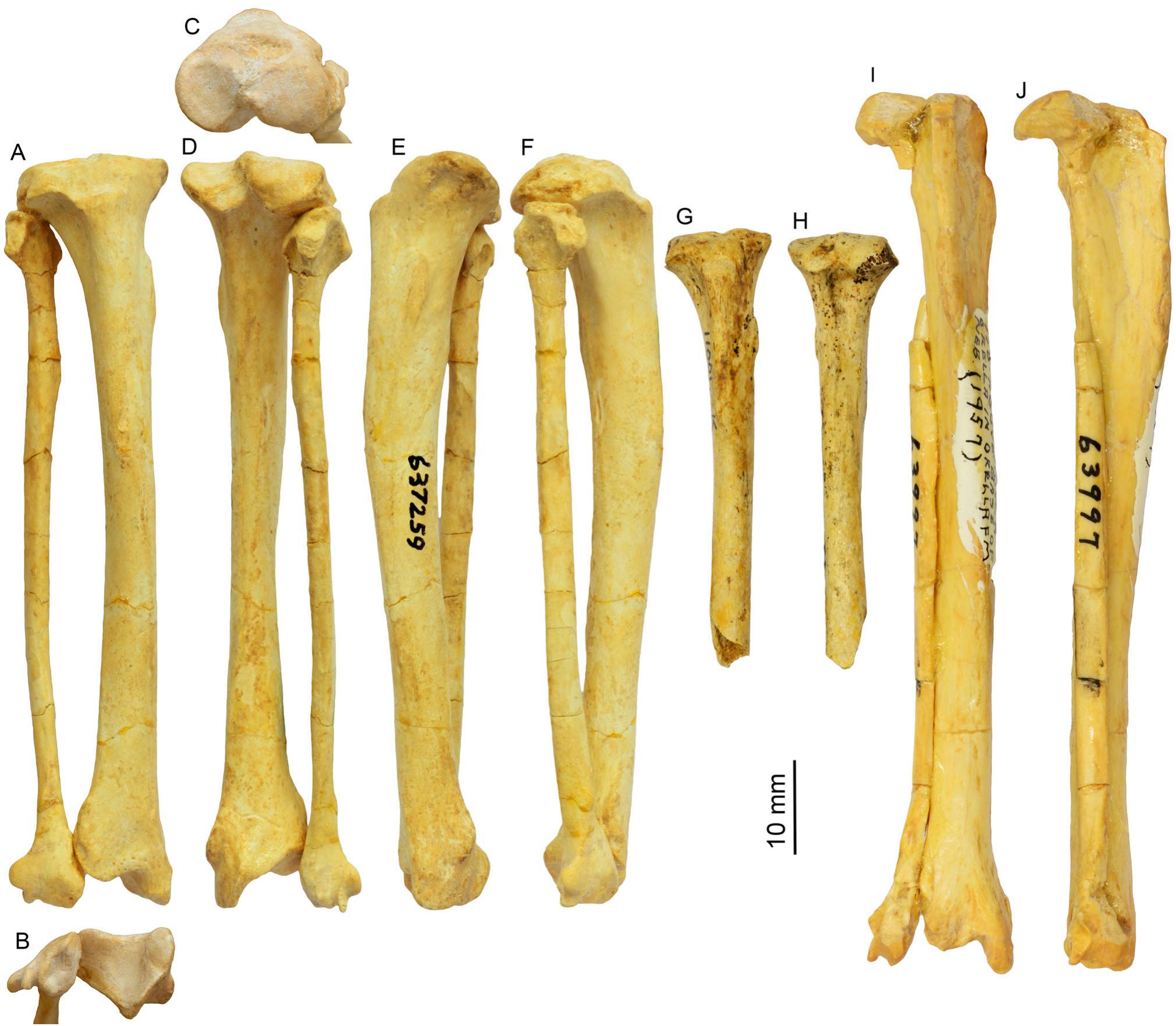 An Exquisitely Preserved Skeleton of Eoarctos vorax (nov. gen. et sp ...