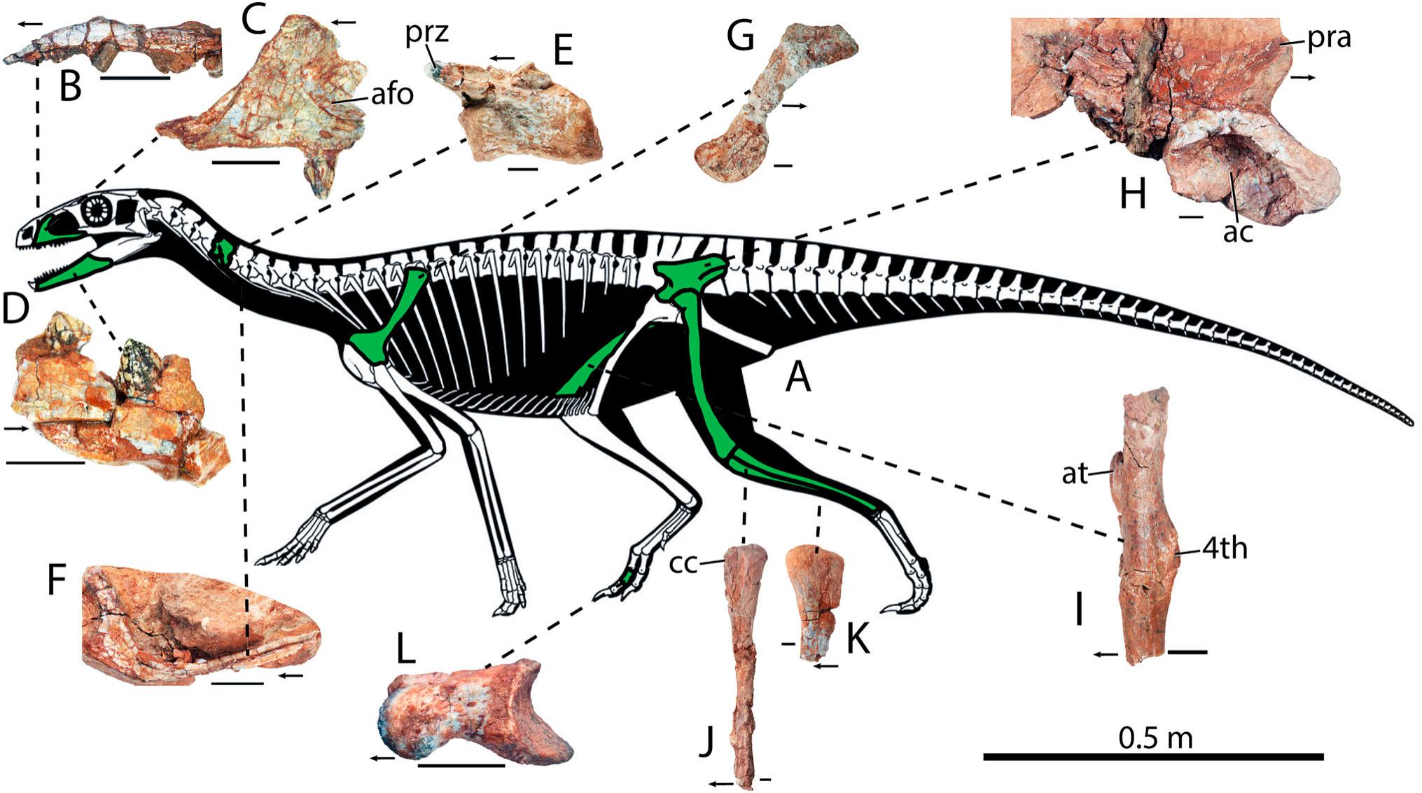 Anatomy And Phylogenetic Affinities Of A New Silesaurid Assemblage From 