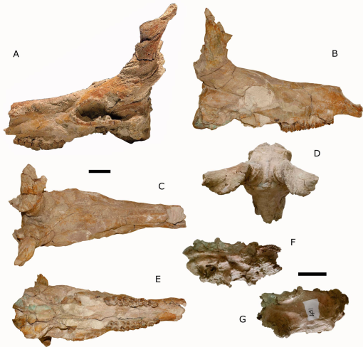 Late Miocene ‘Ovibovin’ Bovids (Mammalia, Bovidae) from Çorakyerler, Turkey