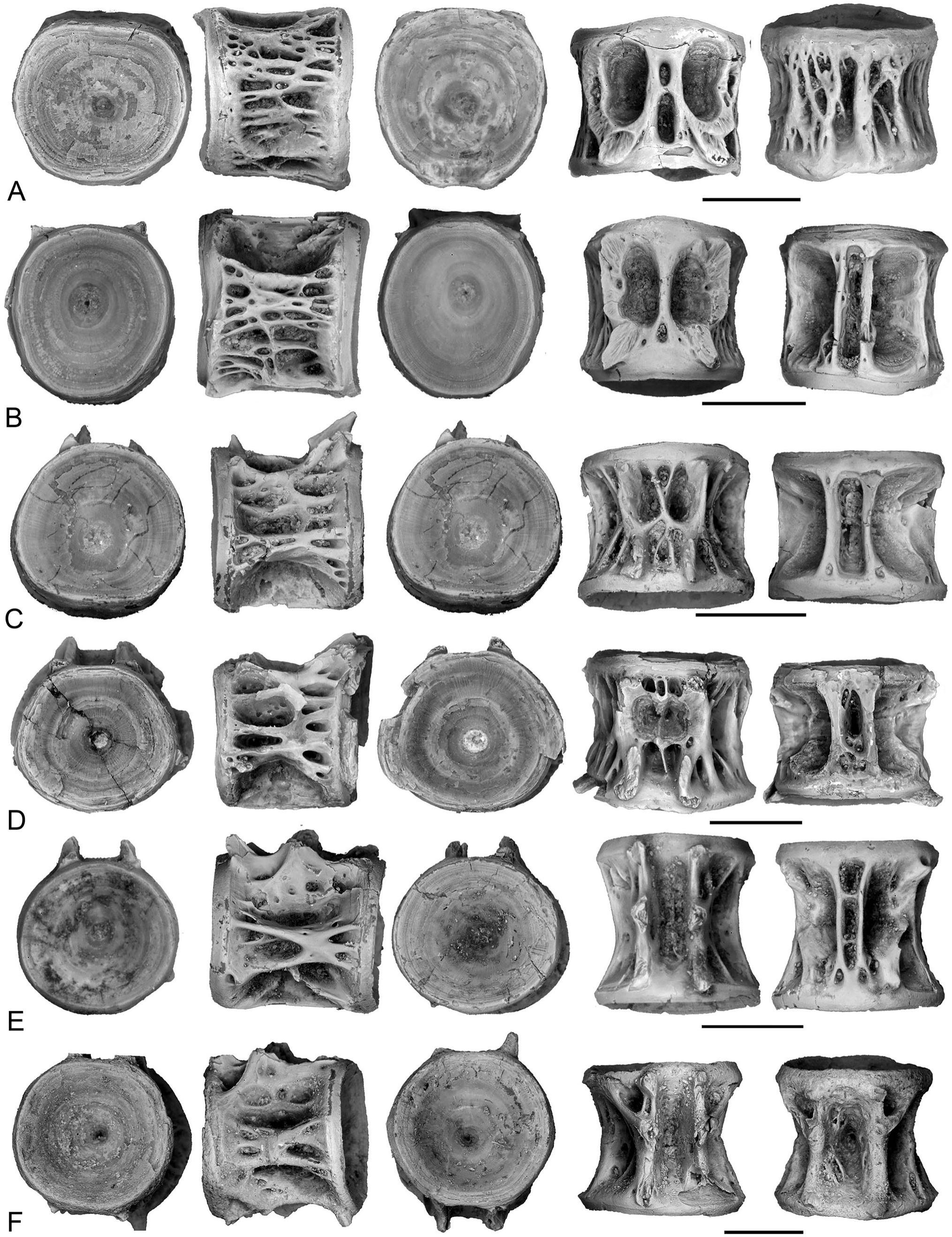 Ostariophysi Examples A Large, Freshwater Chanid Fish (Ostariophysi: Gonorynchiformes) from ...