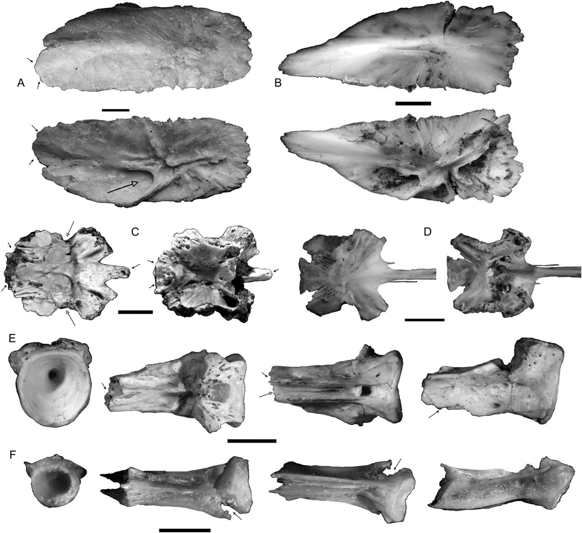 Ostariophysi Examples A Large, Freshwater Chanid Fish (Ostariophysi: Gonorynchiformes) from ...