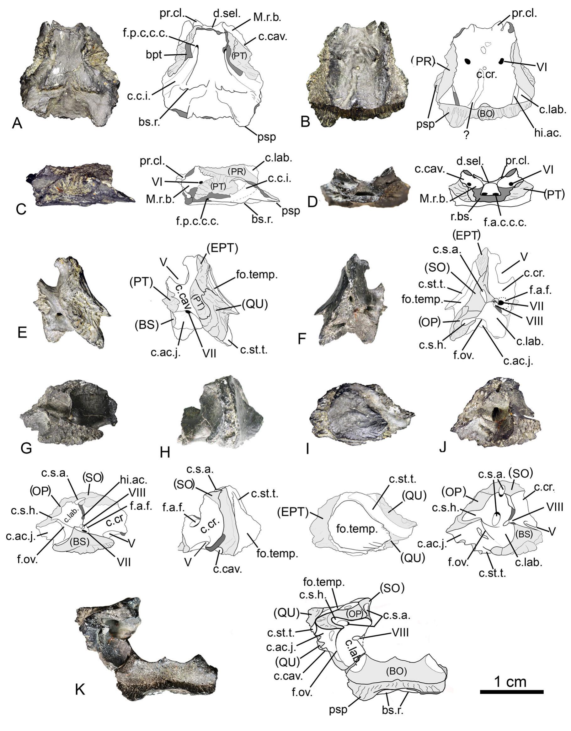 Cranial Morphology of Heckerochelys romani Sukhanov, 2006, a Stem ...