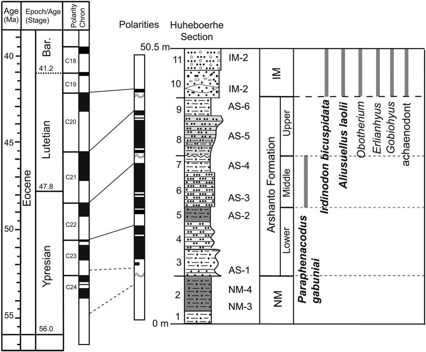 New Early and Middle Eocene Artiodactyls from the Erlian Basin, Inner ...