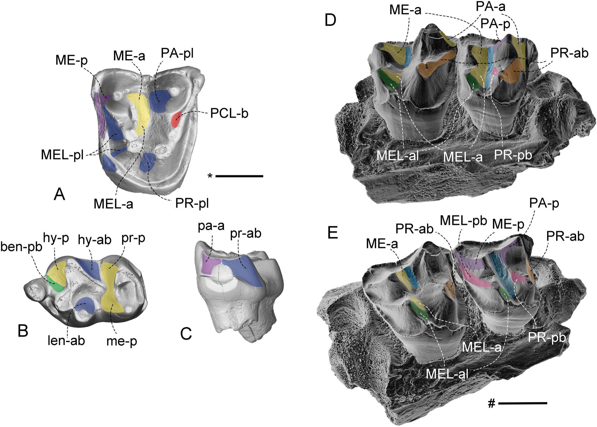 New Early and Middle Eocene Artiodactyls from the Erlian Basin, Inner ...