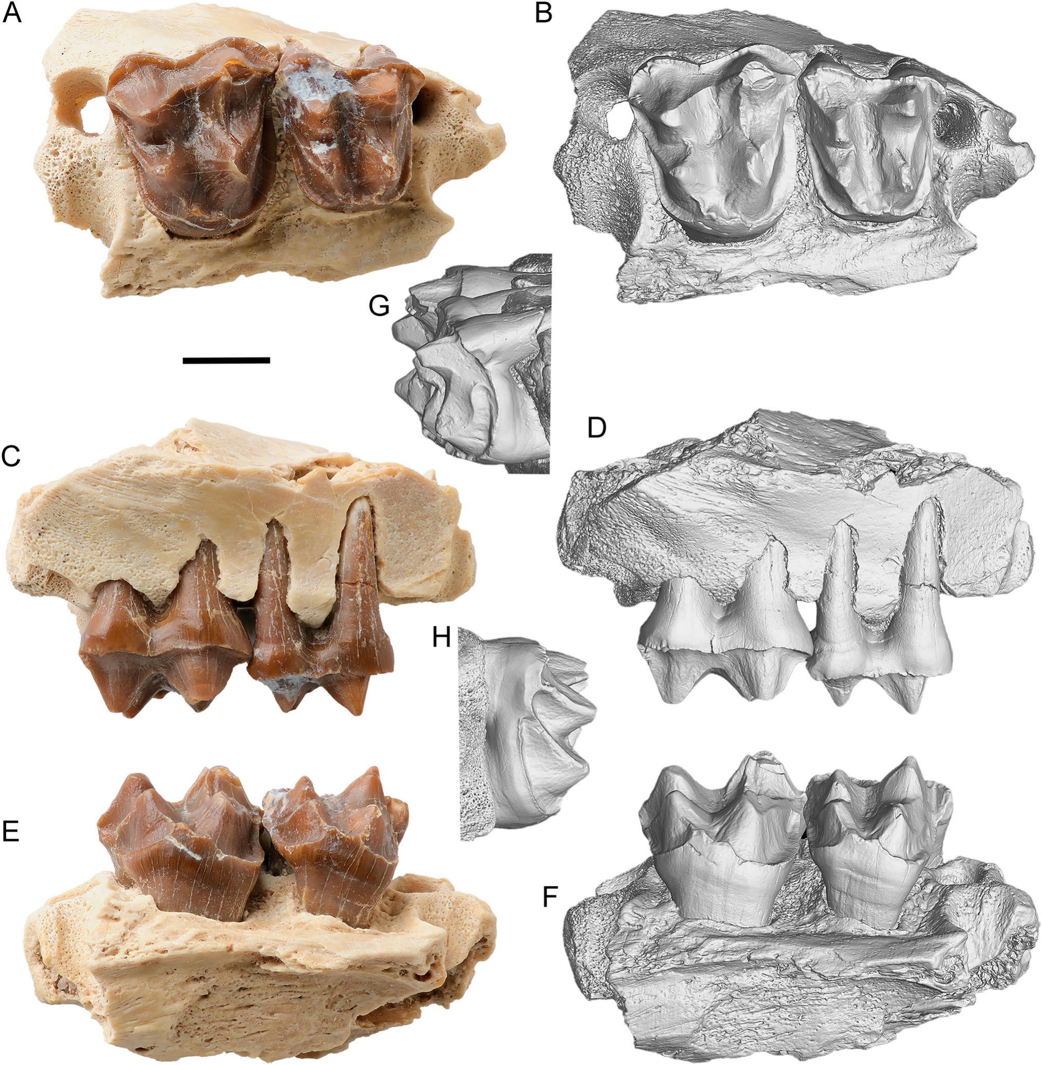 New Early and Middle Eocene Artiodactyls from the Erlian Basin, Inner ...