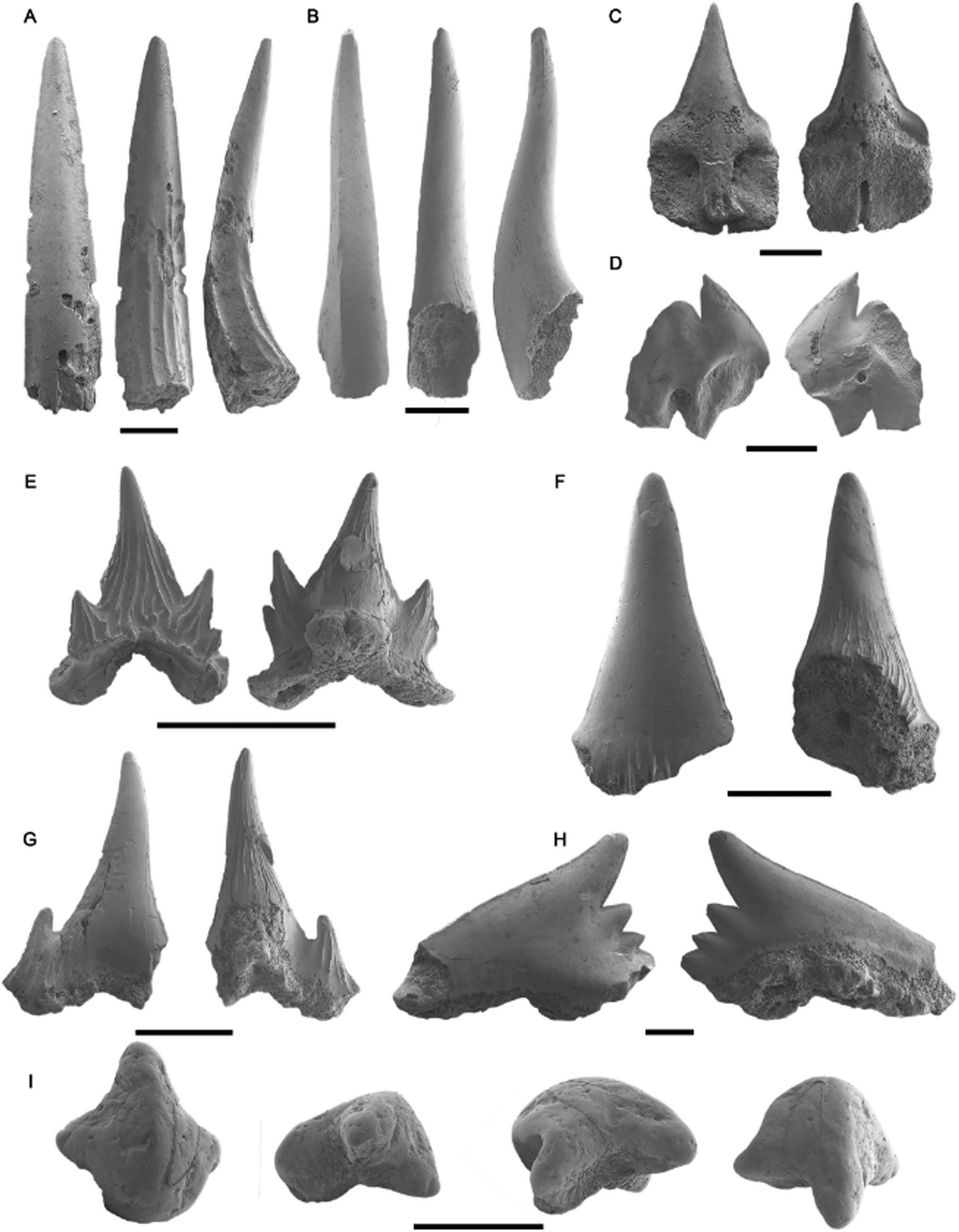 New Data on the Late Miocene Chondrichthyans from the Western ...