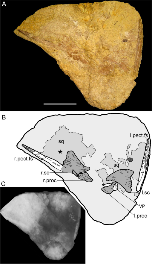 A New Gyracanthid from the Mississippian of Delta, Iowa, U.S.A.