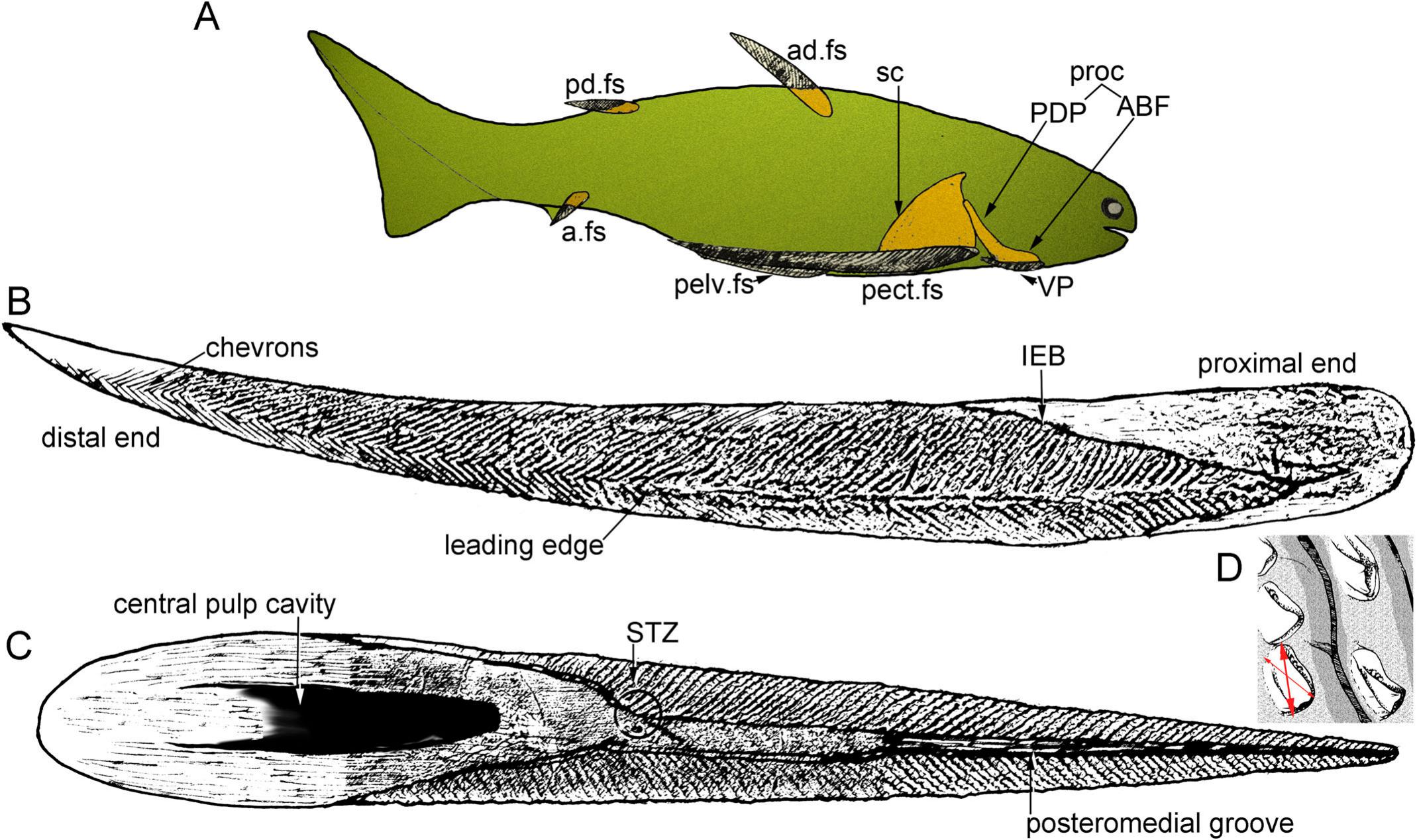 A New Gyracanthid from the Mississippian of Delta, Iowa, U.S.A.