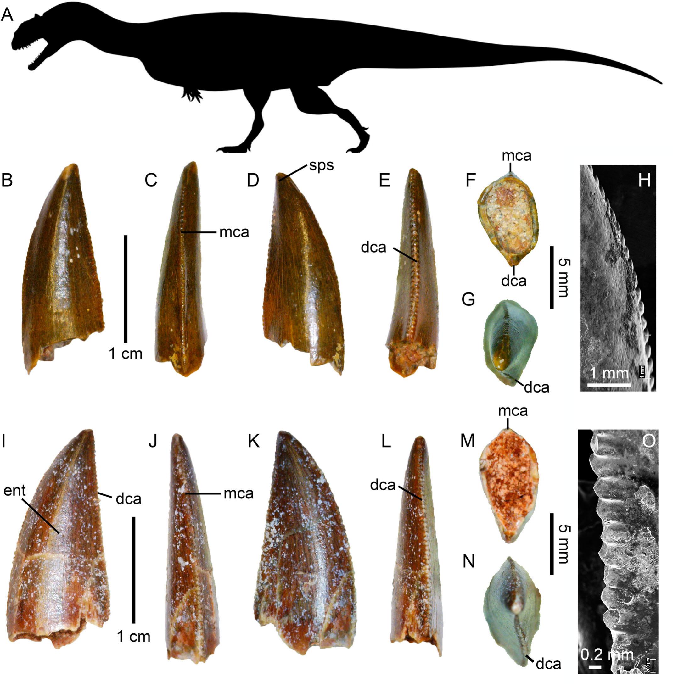 A Combined Approach to Identify Isolated Theropod Teeth from the Cenomanian  Kem Kem Group of Morocco: Cladistic, Discriminant, and Machine Learning  Analyses