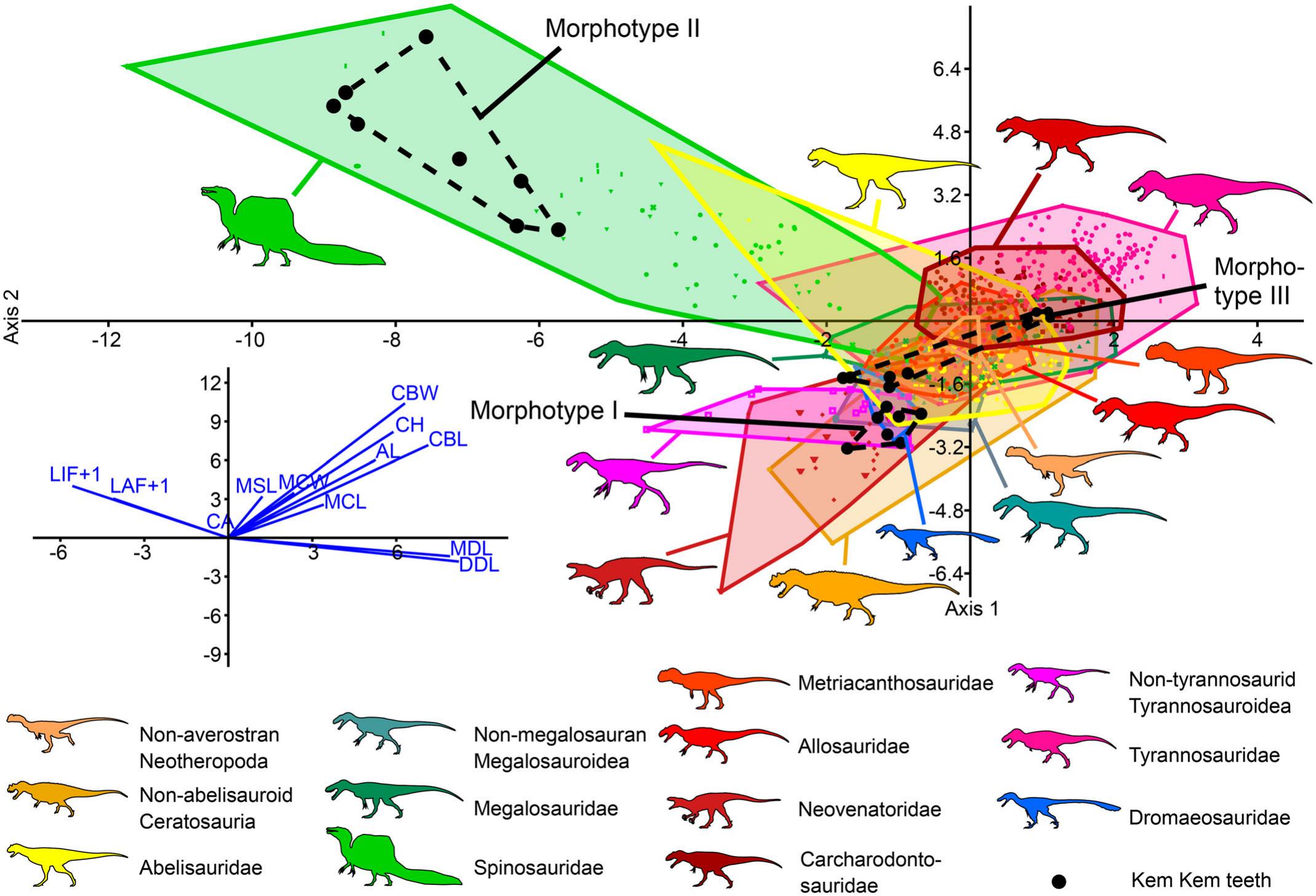 A Combined Approach to Identify Isolated Theropod Teeth from the Cenomanian  Kem Kem Group of Morocco: Cladistic, Discriminant, and Machine Learning  Analyses