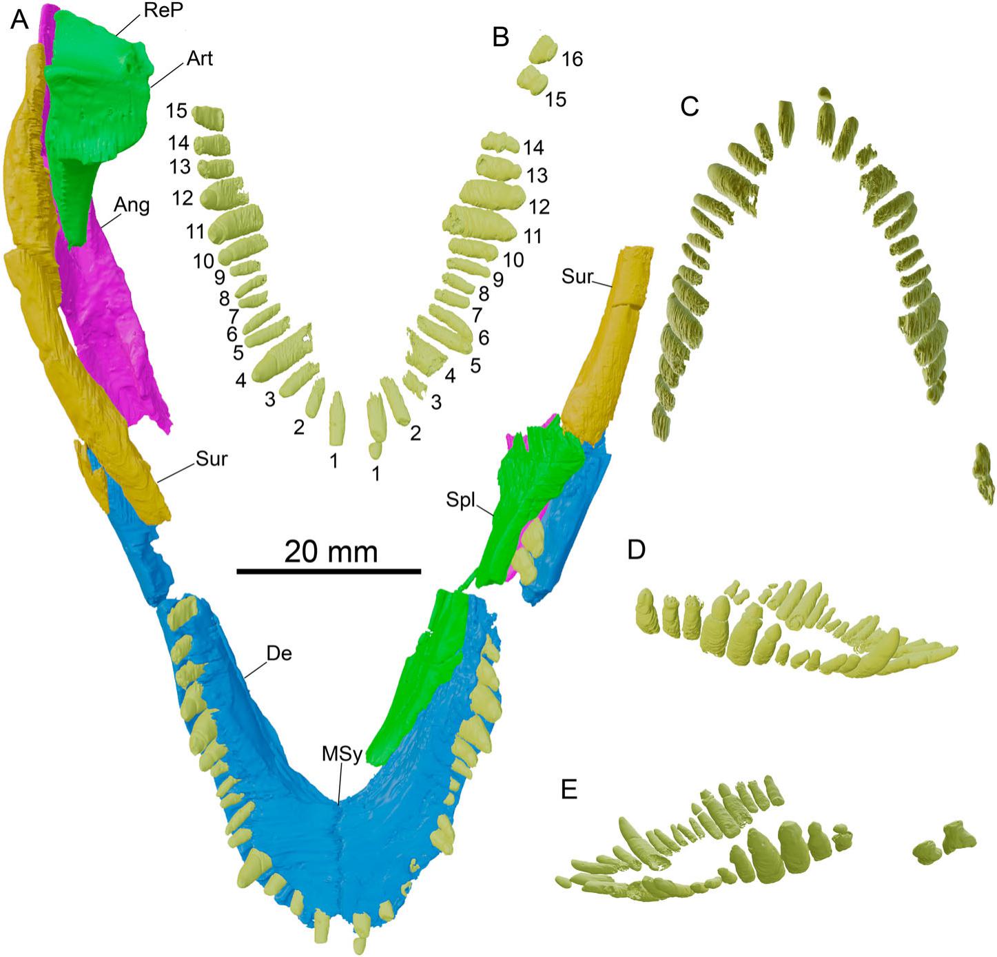 An Anatomical Reappraisal of the Dwarf Crocodylian Arambourgia gaudryi from  the Eocene of Quercy (France) Using CT Data and Its Implications for the  Phylogeny and Paleoecology of Basally Branching Alligatoroids