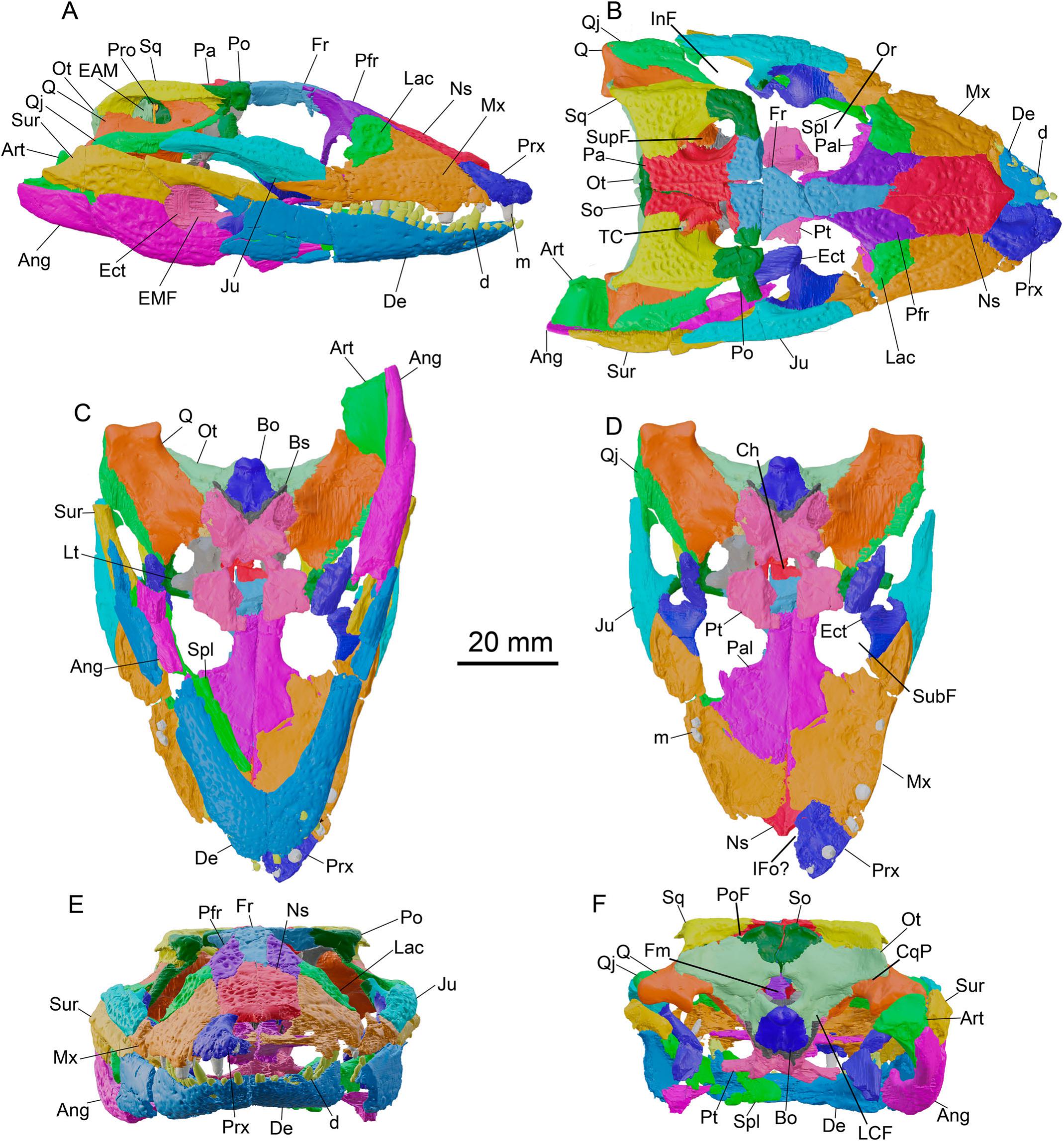 An Anatomical Reappraisal of the Dwarf Crocodylian Arambourgia gaudryi from  the Eocene of Quercy (France) Using CT Data and Its Implications for the  Phylogeny and Paleoecology of Basally Branching Alligatoroids