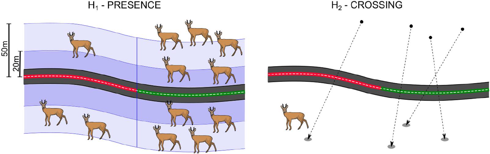 Wildlife warning reflectors do not alter the behavior of ungulates to  reduce the risk of wildlife-vehicle collisions