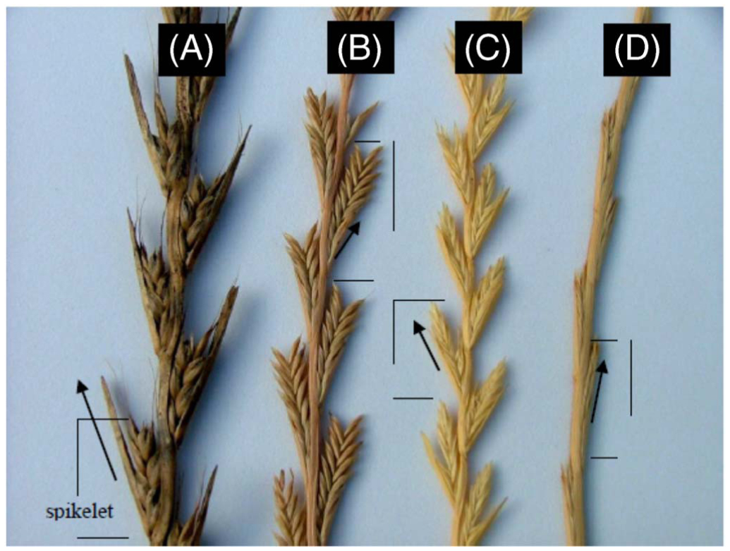 perennial ryegrass characteristics