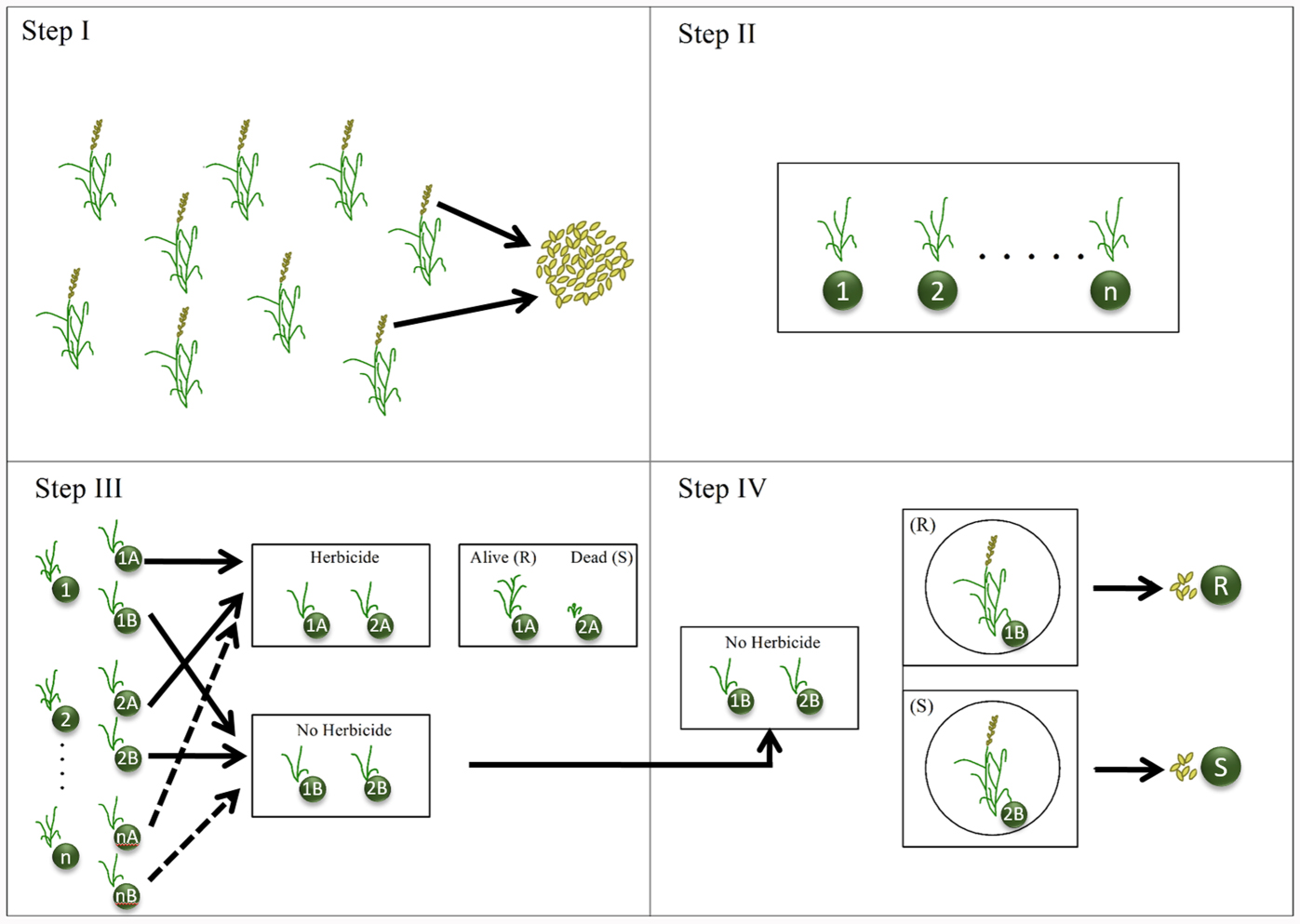 Cress, Dutch Broadleaf (Organic) - Adaptive Seeds