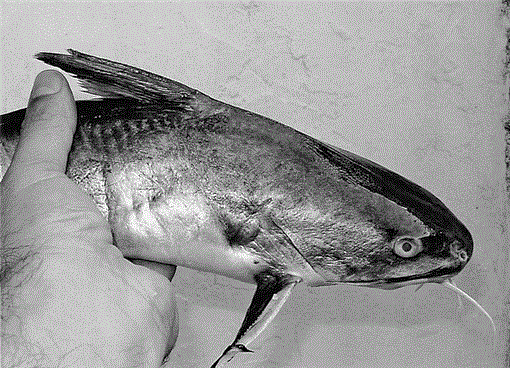 Marine Catfish Sting Causing Fatal Heart Perforation In A Fisherman