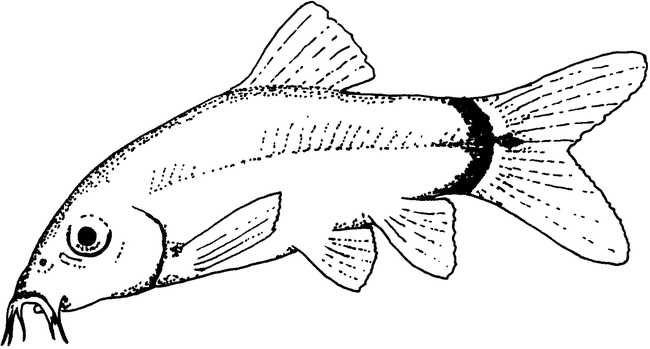 Injury Caused by the Redtail Botia, Botia modesta (Bleeker, 1865)