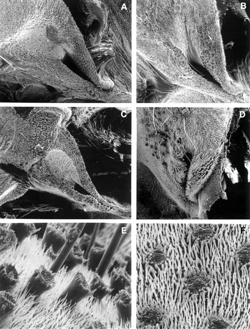 Revision of the Stenodemini with a Review of the Included Genera  (Hemiptera: Heteroptera: Miridae: Mirinae)