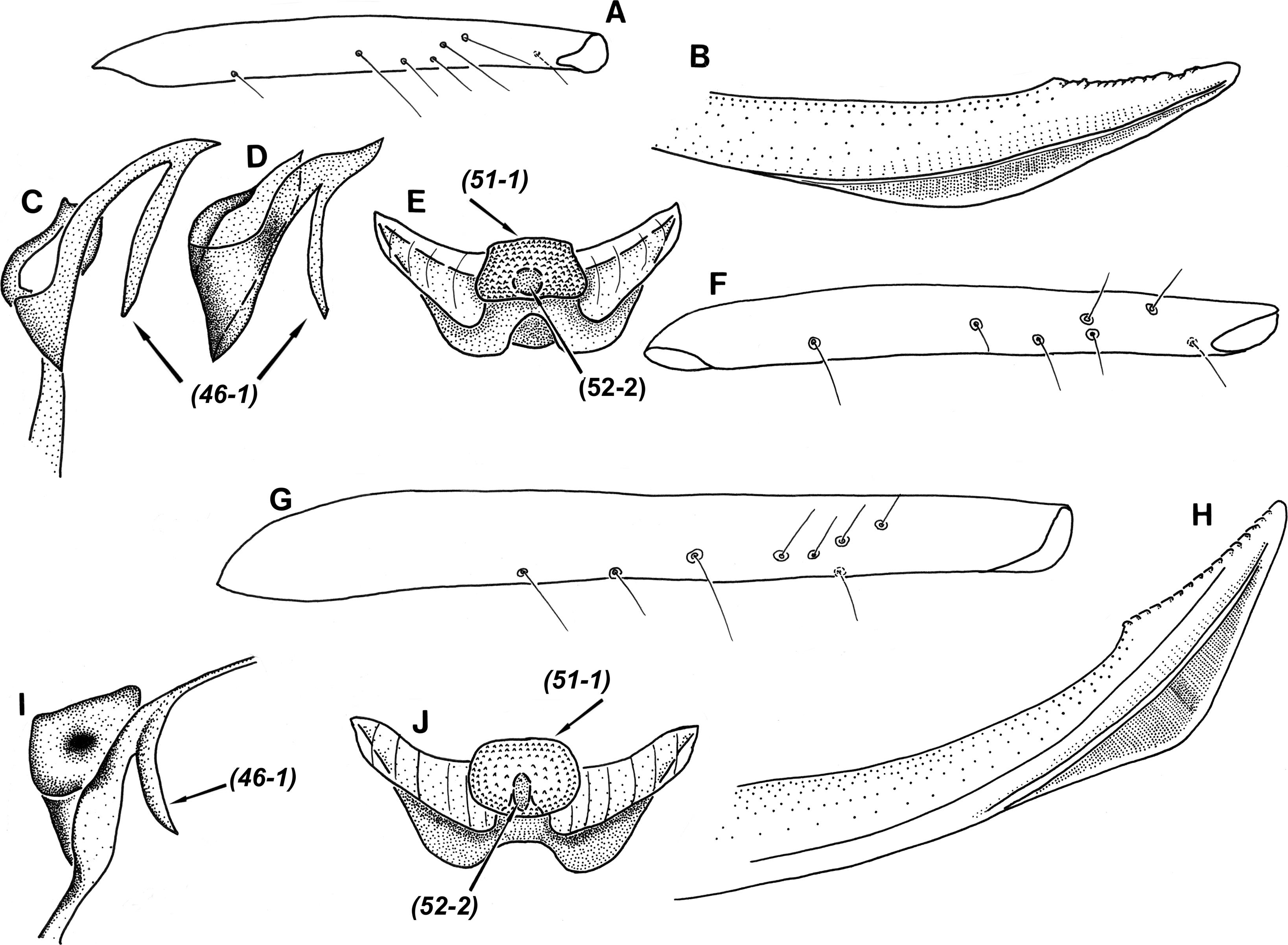 Revision Of The Stenodemini With A Review Of The Included Genera Hemiptera Heteroptera Miridae Mirinae