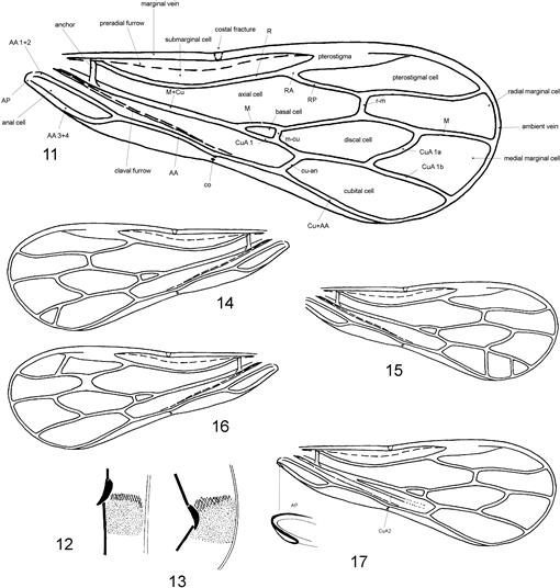 A New Species of Tornocrusus Hemiptera Heteroptera