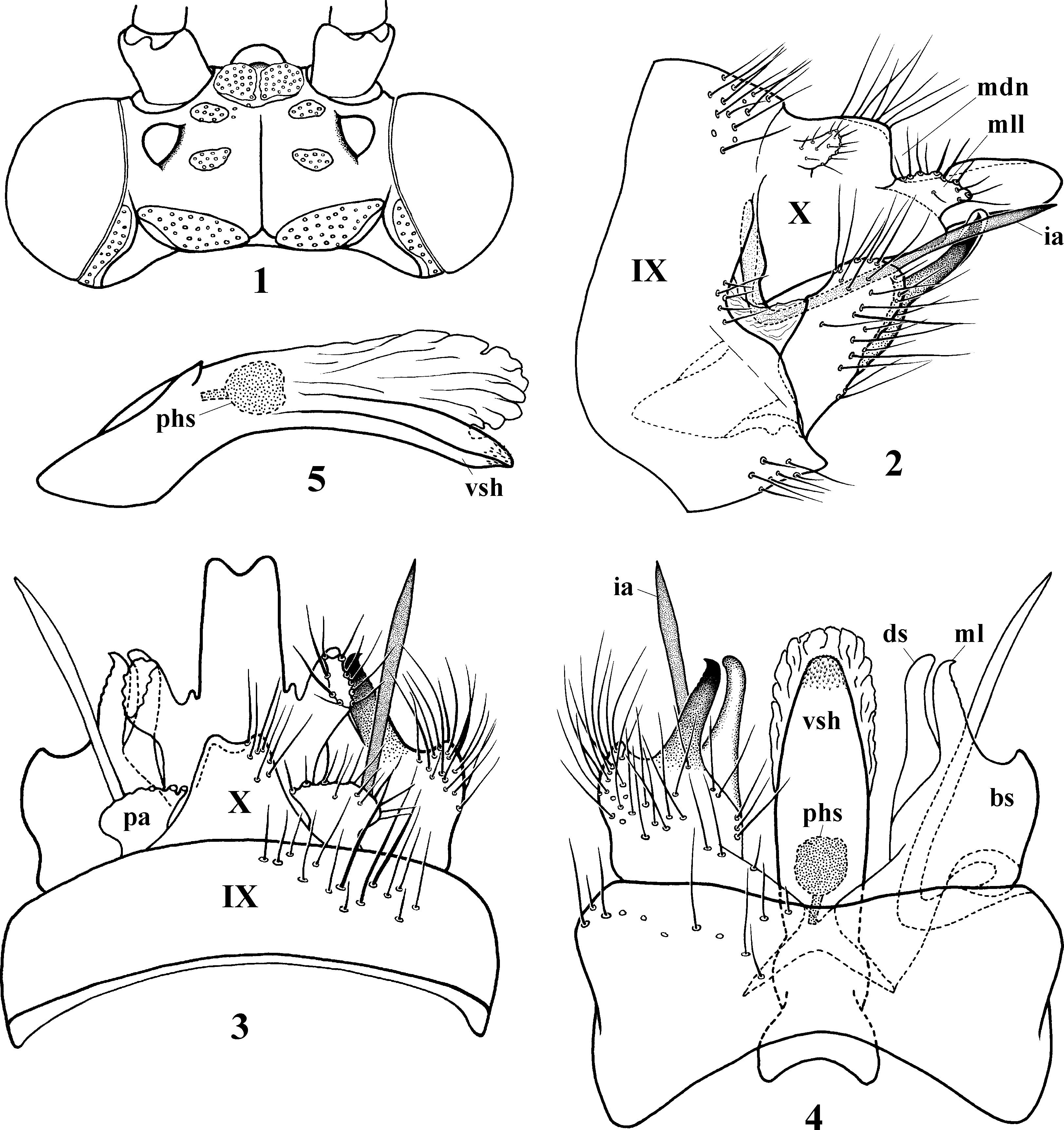 A New Species of the Genus Phryganopsyche Wiggins (Trichoptera ...