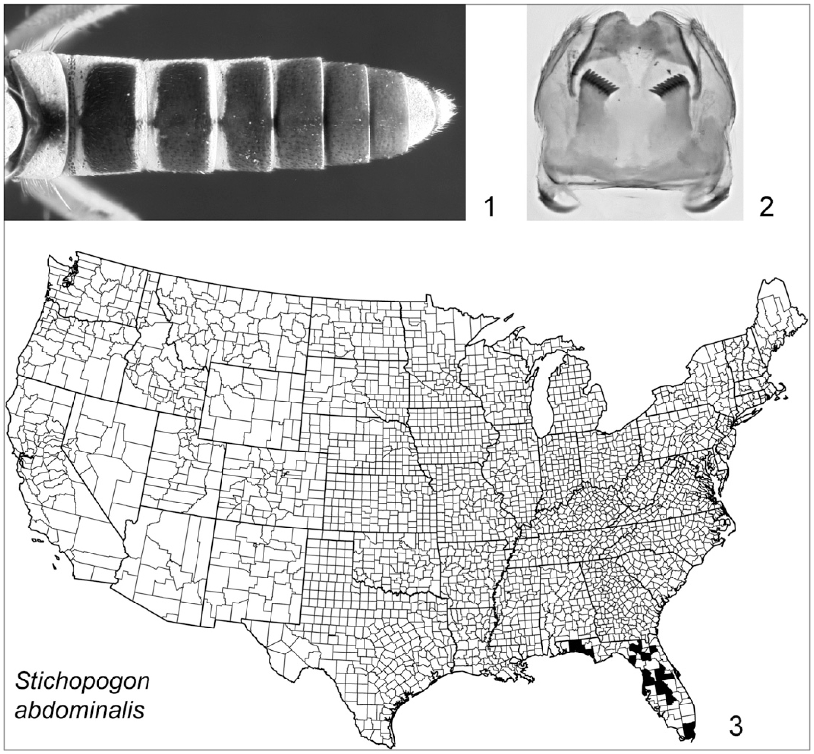 The Genus Stichopogon Loew Diptera Asilidae In America North Of