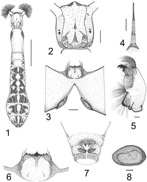 Simulium cormonsi Wygodzinsky (Diptera: Simuliidae) in Colombia: First ...