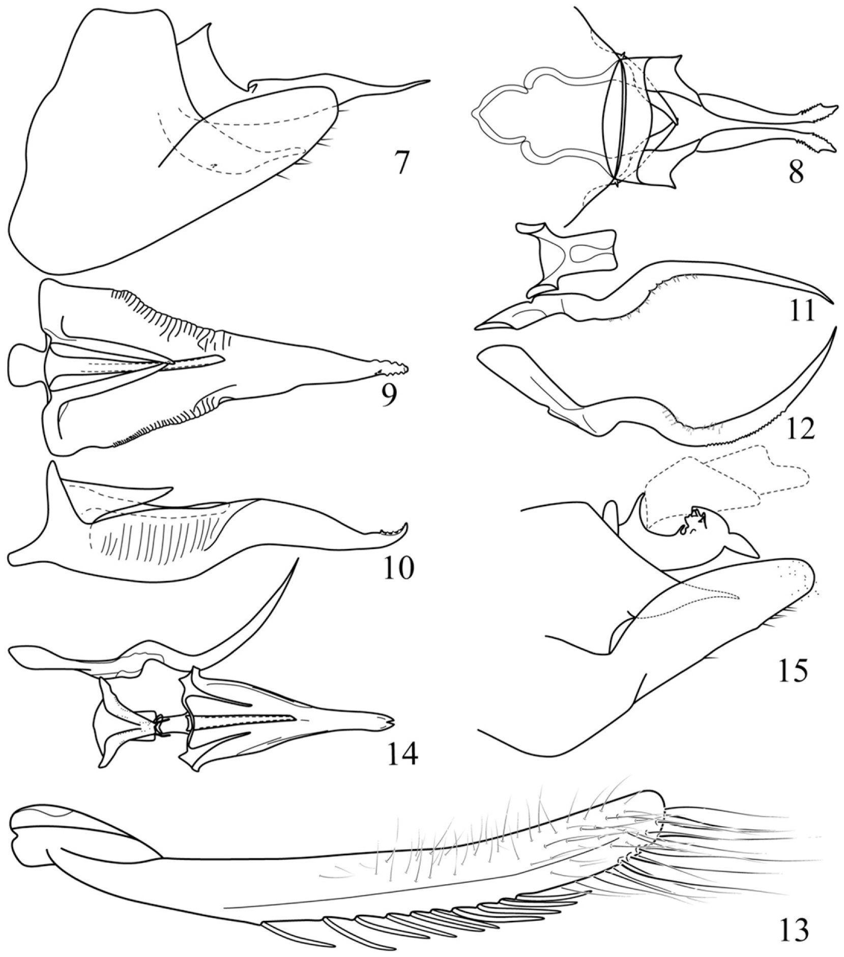 Two New Species of Coelidiinae Leafhoppers from China (Hemiptera ...