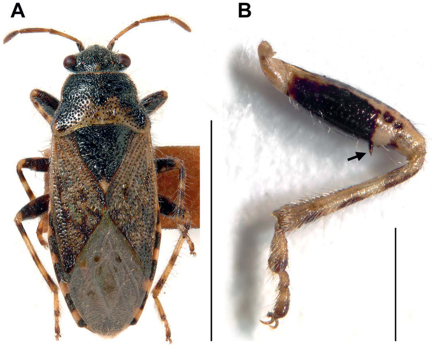 Establishment of the Palearctic Heterogaster urticae (F.) (Hemiptera ...