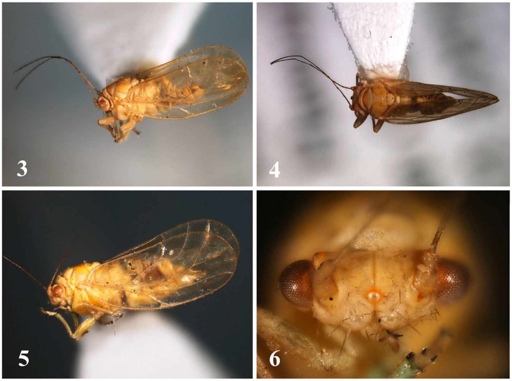 First Records of the Predatory Plant Bug Deraeocoris orientalis ...