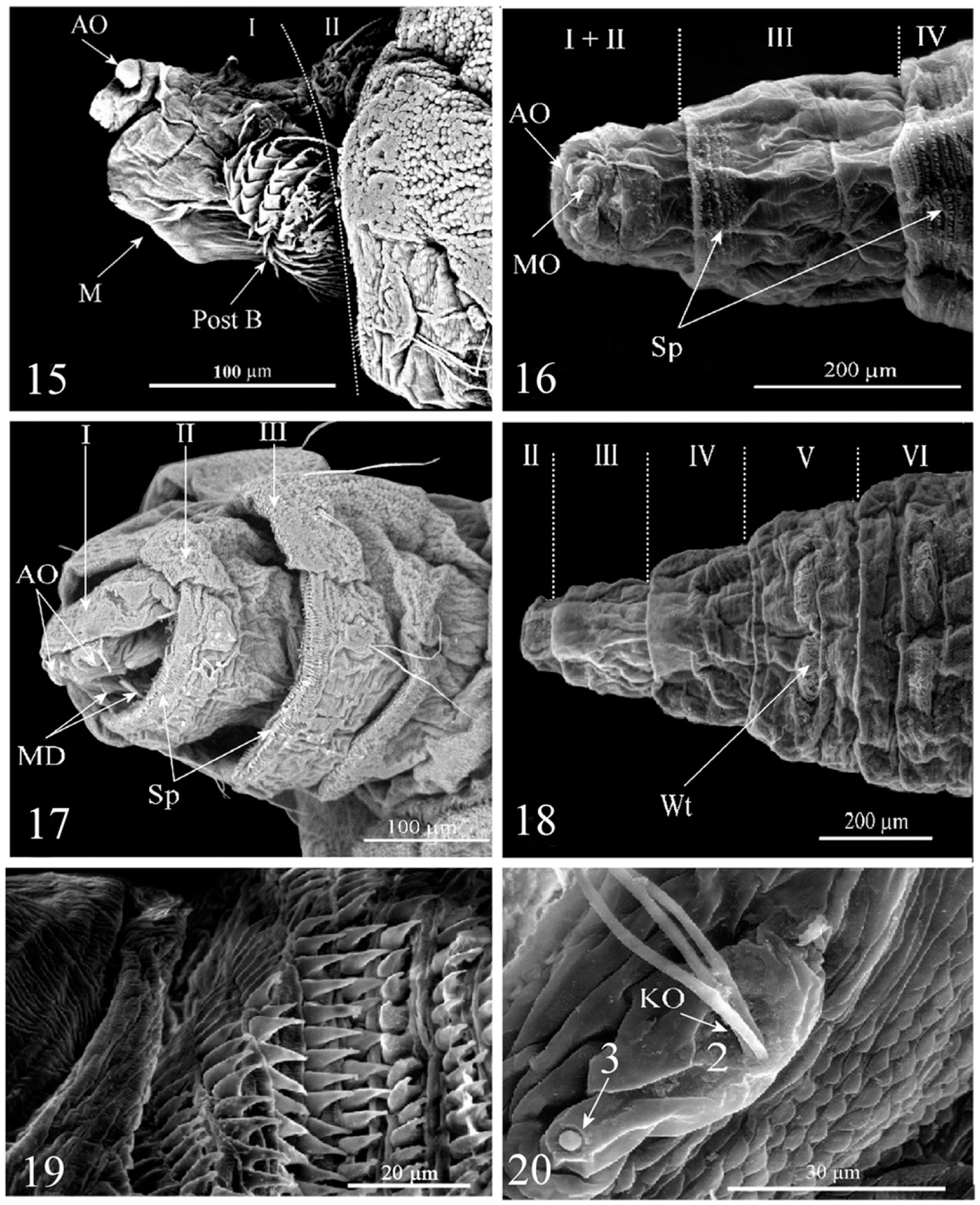 Figure 1.3 from The biology of the slug-killing Tetanocera elata (Diptera:  Sciomyzidae) and its potential as a biological control agent for  pestiferous slugs