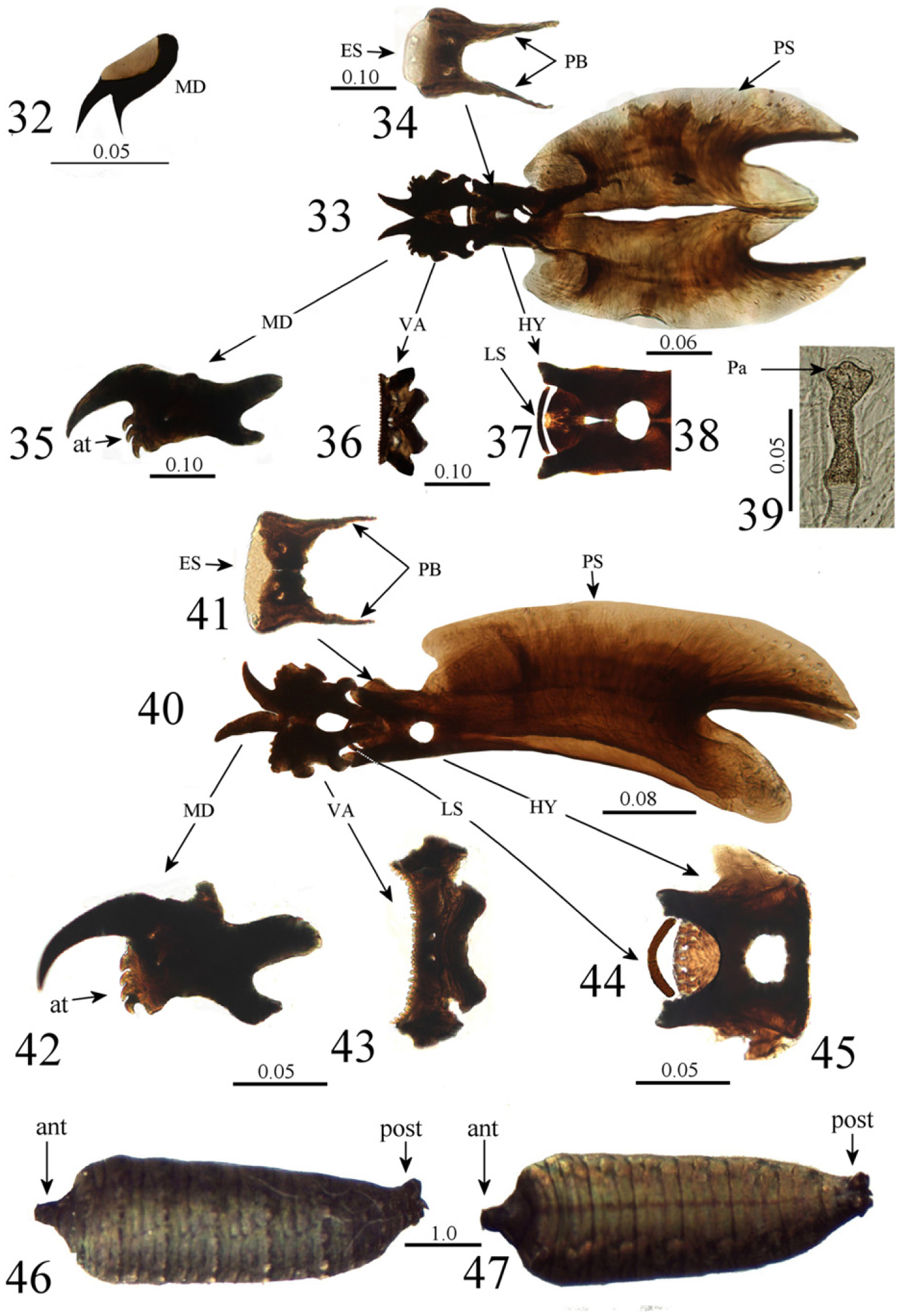 Figure 1.3 from The biology of the slug-killing Tetanocera elata (Diptera:  Sciomyzidae) and its potential as a biological control agent for  pestiferous slugs