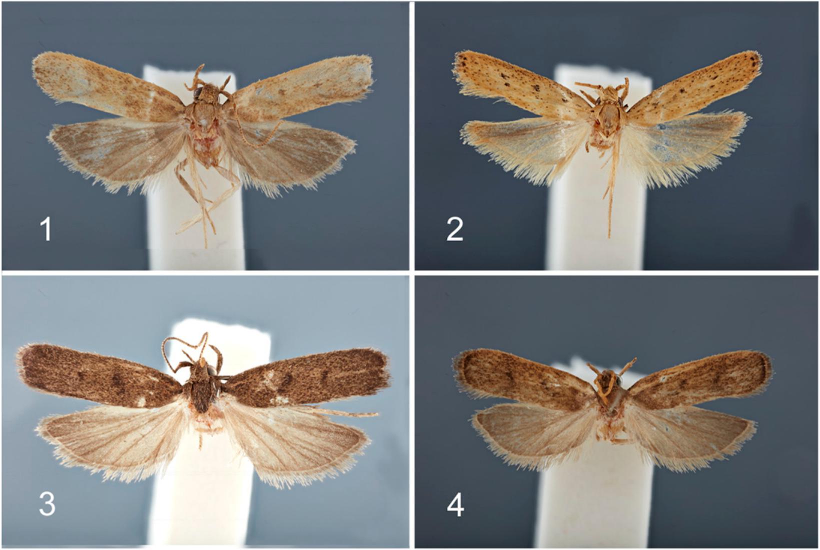 Four New Species of Glyphidocera Walsingham, 1892 (Lepidoptera ...