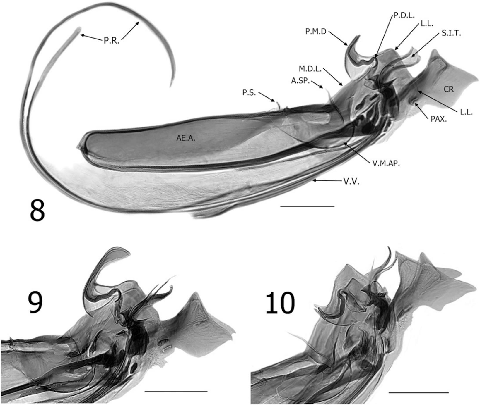 Report Of A Small Collection Of Kohlsia Mojica Tipton And Mendez 1966 Siphonaptera Ceratophyllidae From Costa Rica With A Discussion Of Several Enigmatic Species Of Kohlsia Traub 1950