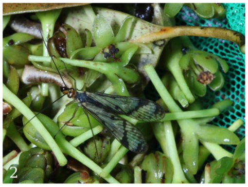 Sweep net - Entomologists' glossary - Amateur Entomologists