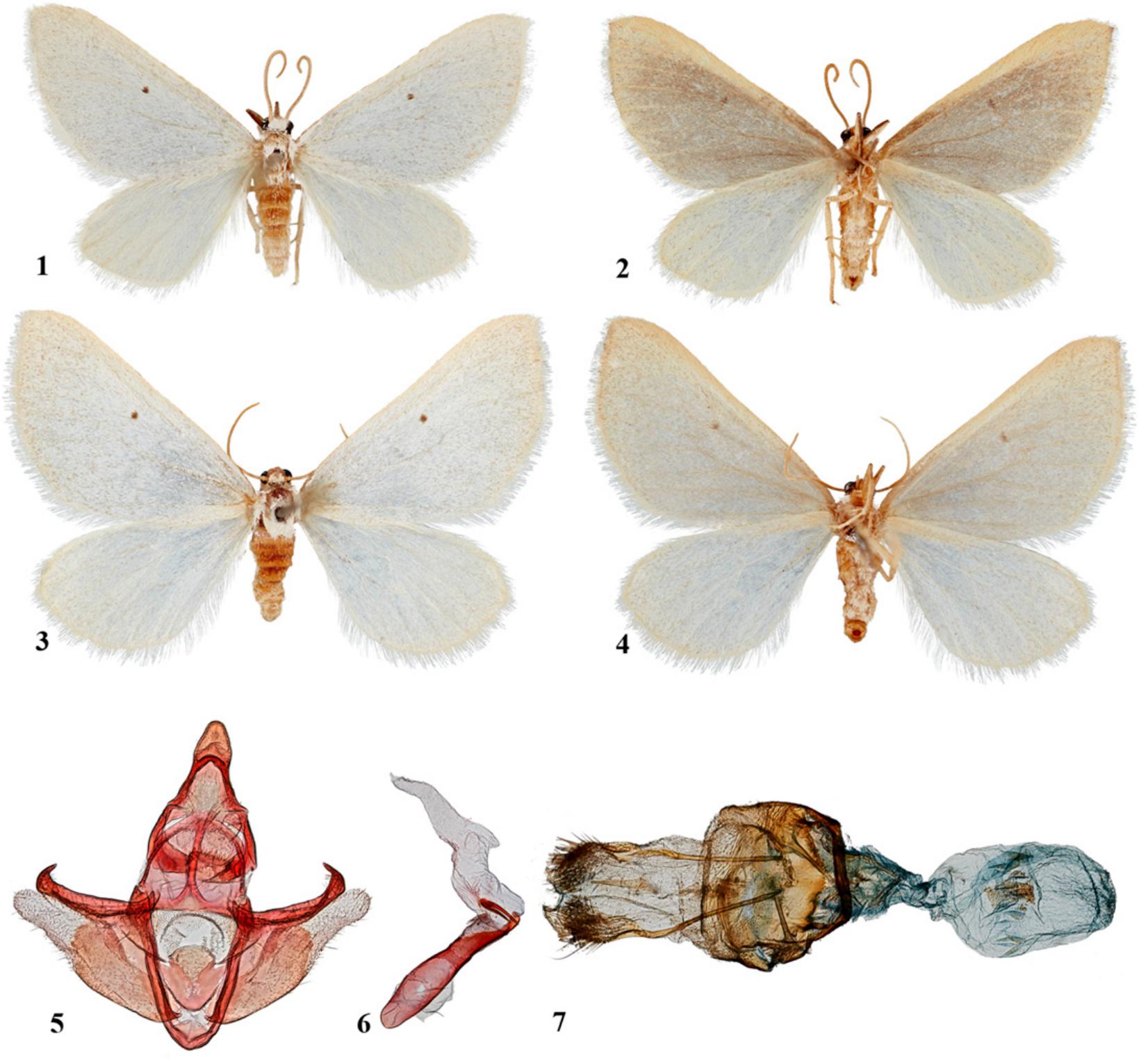 Unveiling the enigmatic world of moths: from ancient pollinators