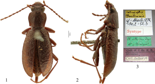 Darkling Beetles (Tenebrionids)  Missouri Department of Conservation
