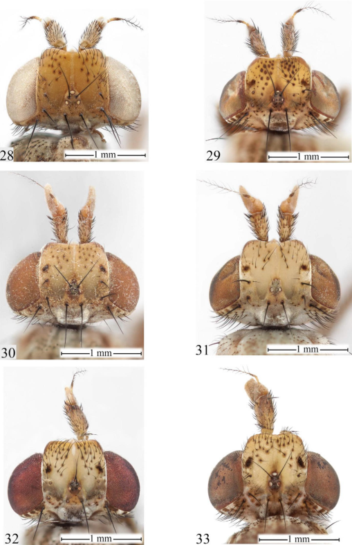 Figure 1.3 from The biology of the slug-killing Tetanocera elata (Diptera:  Sciomyzidae) and its potential as a biological control agent for  pestiferous slugs