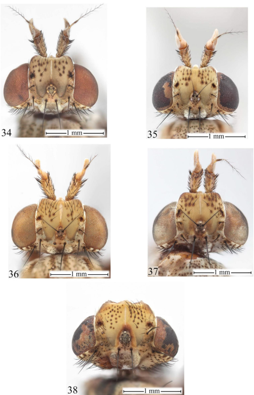 Figure 1.3 from The biology of the slug-killing Tetanocera elata (Diptera:  Sciomyzidae) and its potential as a biological control agent for  pestiferous slugs