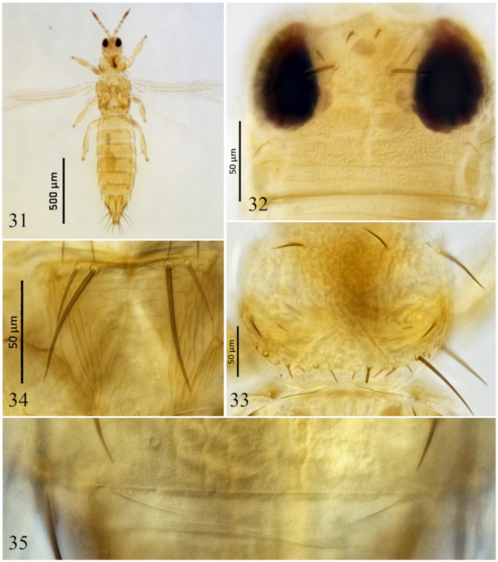 Warning: New Invasive Thrips Species; Phyto Tips