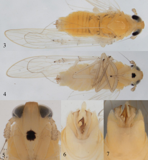 First Record of the African Species Leptodelphax maculigera (Stål