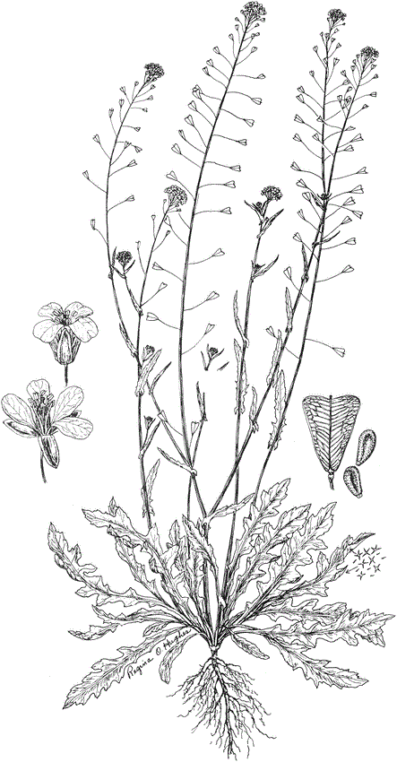 Lepidium chalepense L. - idseed