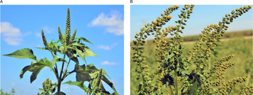 Glyphosate-resistant tumbleweed discovered in NE Oregon, Oregon