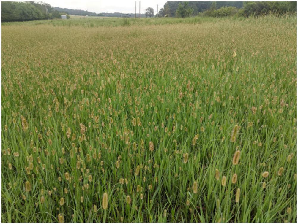 Knotroot Foxtail [Setaria Parviflora (Poir.) Kerguélen]: “A Sly Fox”