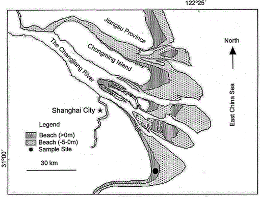 Density and weight of the underground corms of Scirpus mariquter in the