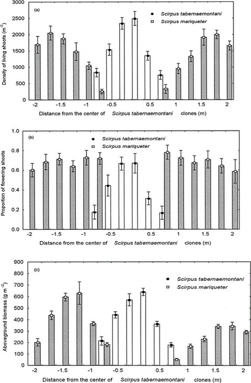 Density and weight of the underground corms of Scirpus mariquter in the